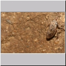 Anaceratagallia sp - Zikade 3mm 01a.jpg